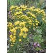 Kép 2/5 - Aster linosyris - Aranyfürt