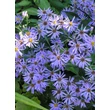 Kép 4/4 - Aster macrophyllus 'Twilight' – Őszirózsa