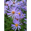 Kép 1/4 - Aster macrophyllus 'Twilight' – Őszirózsa