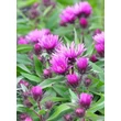 Kép 2/5 - Aster novae-angliae 'Vibrant Dome' - Mirigyes őszirózsa