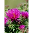 Kép 4/5 - Aster novae-angliae 'Vibrant Dome' - Mirigyes őszirózsa
