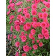 Kép 1/3 - Aster novae-angliae 'Andenken an Alma Pötschke' - Mirigyes őszirózsa