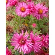 Kép 2/3 - Aster novae-angliae 'Andenken an Alma Pötschke' - Mirigyes őszirózsa