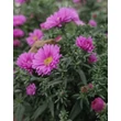 Kép 2/2 - Aster novi-belgii 'Magic Pink' – Kopasz rózsaszín őszirózsa