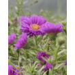Kép 4/4 - Aster novi-belgii 'Magic Purple' – Kopasz lila őszirózsa