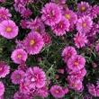 Kép 2/3 - Aster novi-belgii 'Royal Ruby' - Kopasz őszirózsa