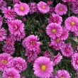 Kép 3/3 - Aster novi-belgii 'Royal Ruby' - Kopasz őszirózsa