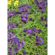 Kép 2/5 - Aster novi-belgii 'Violetta' - Kopasz őszirózsa