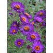 Kép 3/5 - Aster novi-belgii 'Violetta' - Kopasz őszirózsa
