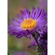 Kép 4/5 - Aster novi-belgii 'Violetta' - Kopasz őszirózsa
