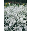 Kép 3/3 - Aster pringlei 'Monte Cassino' – Őszirózsa