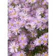 Kép 1/5 - Aster pringlei 'Pink Star' - Őszirózsa (rózsaszín)