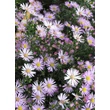 Kép 3/5 - Aster pringlei 'Pink Star' - Őszirózsa habitusa