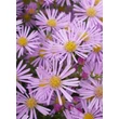 Kép 4/5 - Aster pringlei 'Pink Star' - Őszirózsa virága közelről