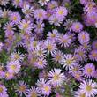Kép 1/2 - Aster universum 'Esther' - Őszirózsa