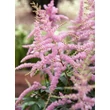 Kép 3/3 - Astilbe x arendsii 'Bressingham Beauty' – Kerti tollbuga
