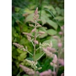Kép 2/3 - Astilbe x arendsii 'Flamingo'® – Kerti tollbuga