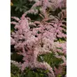 Kép 2/2 - Astilbe x arendsii 'Flamingo'® – Kerti tollbuga