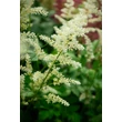Kép 3/6 - Astilbe x arendsii 'Snowdrift' – Kerti tollbuga