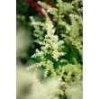 Kép 5/6 - Astilbe x arendsii 'Snowdrift' – Kerti tollbuga