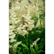 Kép 4/6 - Astilbe x arendsii 'Snowdrift' – Kerti tollbuga