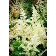 Kép 2/6 - Astilbe x arendsii 'Snowdrift' – Kerti tollbuga