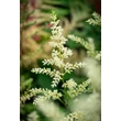 Kép 6/6 - Astilbe x arendsii 'Snowdrift' – Kerti tollbuga