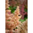 Kép 3/5 - Astilbe x arendsii 'Zuster Theresa' (syn.: 'Sister Theresa') – Kerti tollbuga