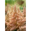 Kép 5/5 - Astilbe x arendsii 'Zuster Theresa' (syn.: 'Sister Theresa') – Kerti tollbuga