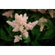 Kép 2/5 - Astilbe x arendsii 'Zuster Theresa' (syn.: 'Sister Theresa') – Kerti tollbuga