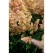 Kép 4/5 - Astilbe x arendsii 'Zuster Theresa' (syn.: 'Sister Theresa') – Kerti tollbuga