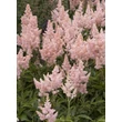 Kép 2/4 - Astilbe x arendsii 'Zuster Theresa' (syn.: 'Sister Theresa') – Kerti tollbuga