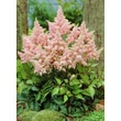 Kép 1/4 - Astilbe x arendsii 'Zuster Theresa' (syn.: 'Sister Theresa') – Kerti tollbuga
