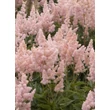 Kép 3/4 - Astilbe x arendsii 'Zuster Theresa' (syn.: 'Sister Theresa') – Kerti tollbuga