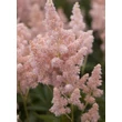 Kép 4/4 - Astilbe x arendsii 'Zuster Theresa' (syn.: 'Sister Theresa') – Kerti tollbuga