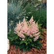 Kép 1/4 - Astilbe 'Astary Rose' - Kerti tollbuga (rózsaszín)
