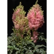 Kép 3/4 - Astilbe 'Astary Rose' - Kerti tollbuga (rózsaszín)