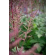 Kép 2/3 - Astilbe chinensis var. pumila - Kínai tollbuga (rózsaszín)