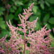 Kép 1/3 - Astilbe chinensis var. pumila - Kínai tollbuga (rózsaszín)