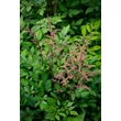 Kép 3/3 - Astilbe chinensis var. pumila - Kínai tollbuga (rózsaszín)
