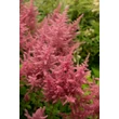 Kép 3/8 - Astilbe chinensis var. pumila - Kínai tollbuga (rózsaszín)
