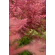 Kép 4/8 - Astilbe chinensis var. pumila - Kínai tollbuga (rózsaszín)