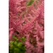 Kép 6/8 - Astilbe chinensis var. pumila - Kínai tollbuga (rózsaszín)