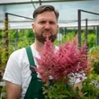 Kép 2/8 - Astilbe chinensis var. pumila - Kínai tollbuga (rózsaszín)