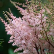Kép 1/2 - Astilbe chinensis 'Spotlight' – Kínai tollbuga