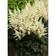 Kép 1/4 - Astilbe chinensis 'Vision in White' – Kínai tollbuga