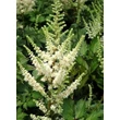 Kép 4/4 - Astilbe chinensis 'Vision in White' – Kínai tollbuga