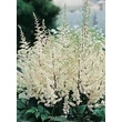 Kép 3/4 - Astilbe chinensis 'Vision in White' – Kínai tollbuga