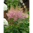 Kép 1/2 - Astilbe chinensis 'Visions in Pink' - Kínai tollbuga (világos rózsaszín)
