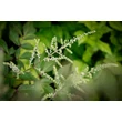 Kép 2/4 - Astilbe 'Delft Lace' – Tollbuga